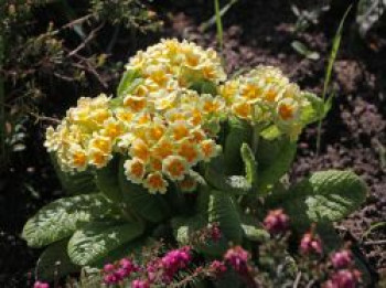 Schlüsselblume 'Lime with Orange', Primula veris 'Lime with Orange', Topfware von Primula veris 'Lime with Orange'
