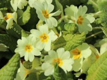 Gelbe Stängellose Schlüsselblume, Primula vulgaris, Topfware von Primula vulgaris