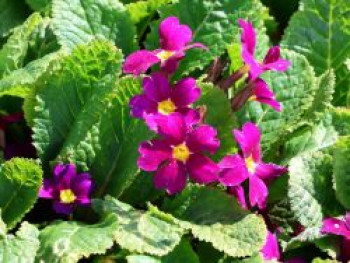 Kissen-Schlüsselblume 'Wanda', Primula x pruhoniciana 'Wanda', Topfware von Primula x pruhoniciana 'Wanda'