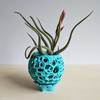Kleines Diy-Kokedama-Set Mit Halter - Niedlicher Luftpflanzenhalter, Mini-Orchideentopf, Winziger Sukkulenten-Kokedama von PrintAPot