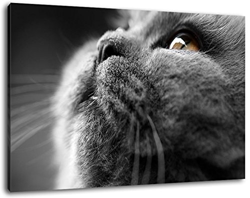 graue Katze Format 80x60 cm Bild auf Leinwand, XXL riesige Bilder fertig gerahmt mit Keilrahmen, Kunstdruck auf Wandbild mit Rahmen von PrintArtGalery