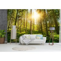 Sonnige Wald Tapete Wandbild, Grüne Wand Wandbild, Große Selbstklebende Schale & Stick Wandbild, Sonnenstrahlen Wandbedeckung von PrintDecorShop