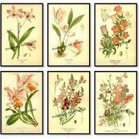 Schöne Hellrosa Assorted Blumen Vintage Botanik Illustration Teller Set 6 Kunstdrucke von PrintcessArtPrints