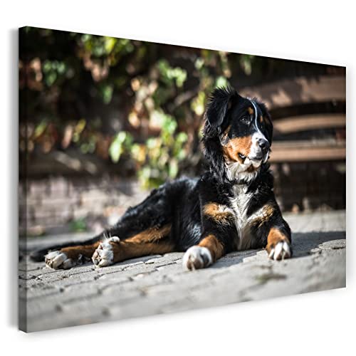 Leinwandbild (30x20cm) Bernersennen-Hund Tier-Bilder Dog Cute süß Haustier sweet schön, Leinwand auf Keilrahmen gespannt und fertig zum Aufhängen, hochwertiger Kunstdruck aus deutscher Produktion von Printed Paintings