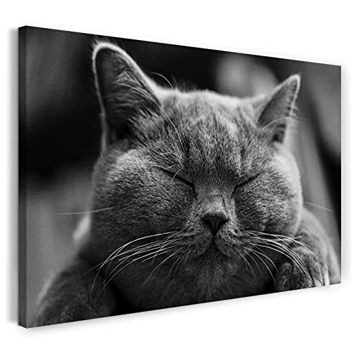 Leinwandbild (30x20cm) Katze dunkelgrau Katzenbilder Tierbilder, Leinwand auf Keilrahmen gespannt und fertig zum Aufhängen, hochwertiger Kunstdruck aus deutscher Produktion von Printed Paintings