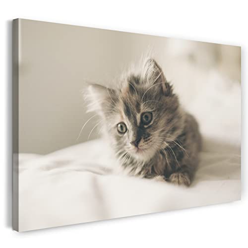 Leinwandbild (40x30cm) Süßes Katzen-Baby cute kitten Tier-Bilder süß sweet Perser Kartäuser, Leinwand auf Keilrahmen gespannt und fertig zum Aufhängen, hochwertiger Kunstdruck aus deutscher Produkt.. von Printed Paintings