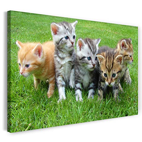 Printed Paintings Leinwand (80x60cm): Katzenbabies getigert verspielt Natur Katzen von Printed Paintings