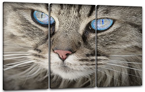 Printed Paintings Leinwand 3-teilig(120x80cm): Katze getigert Nahaufnahme Katzenbilder von Printed Paintings