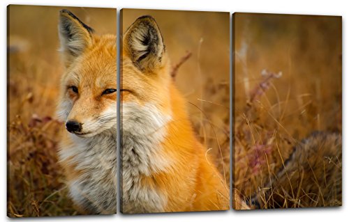 Printed Paintings Leinwand 3-teilig(120x80cm): Tier-Bilder Natur Wildnis Wald Landschaft Fuchs SI von Printed Paintings