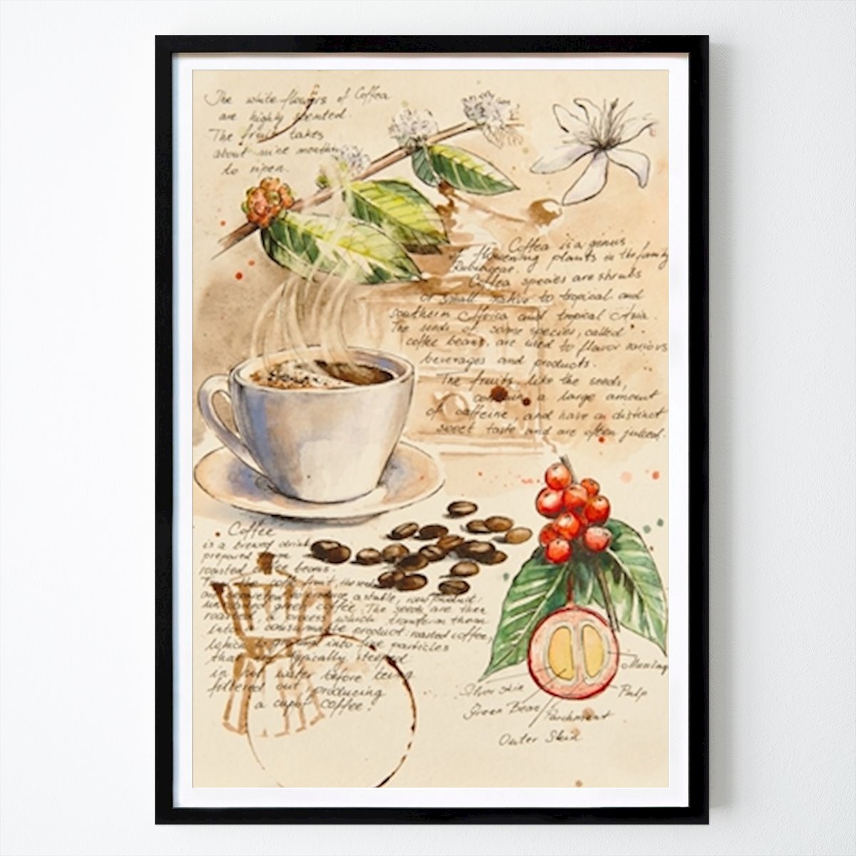 Poster: Aus dem Notizbuch Botanik - Kaffee II von Eve Mazur von Printler