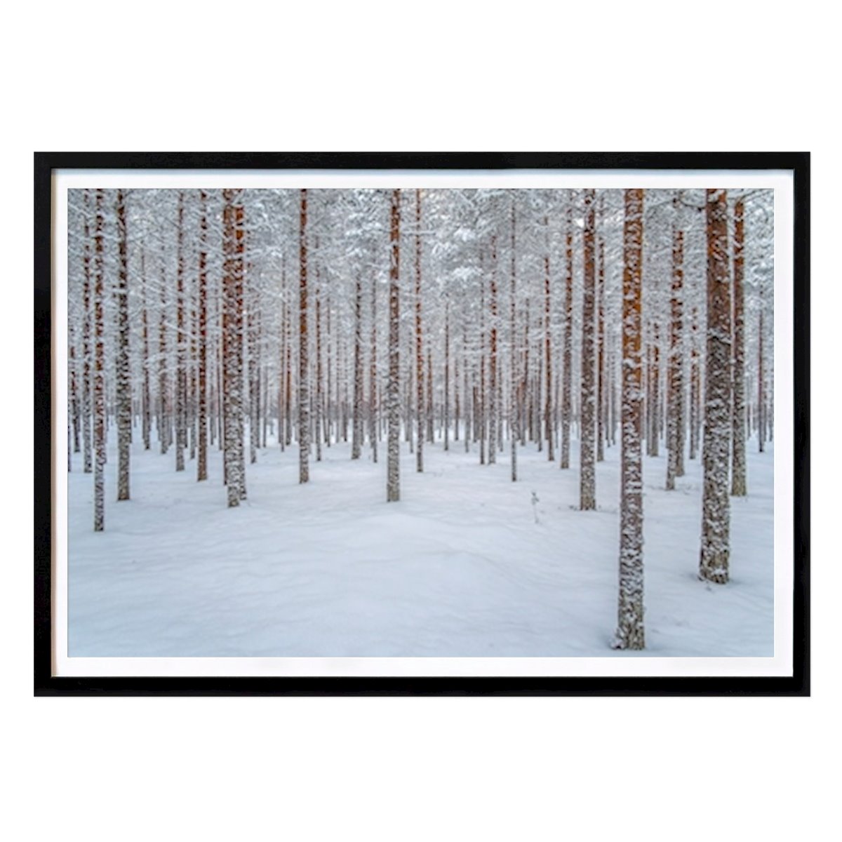 Poster: Bäume im Winter von Neil Crighton von Printler