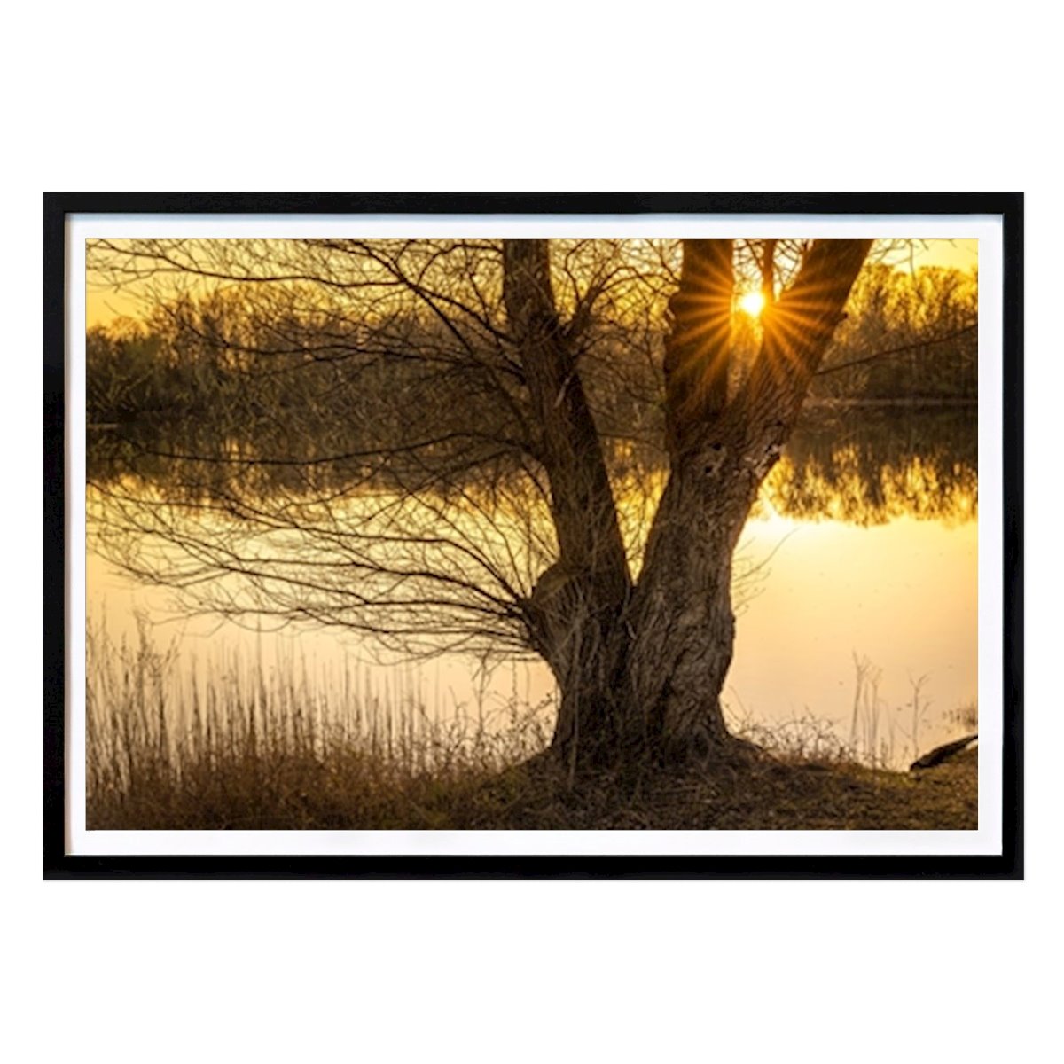 Poster: Baum mit Sonnenstern von Susanne Fritzsche von Printler