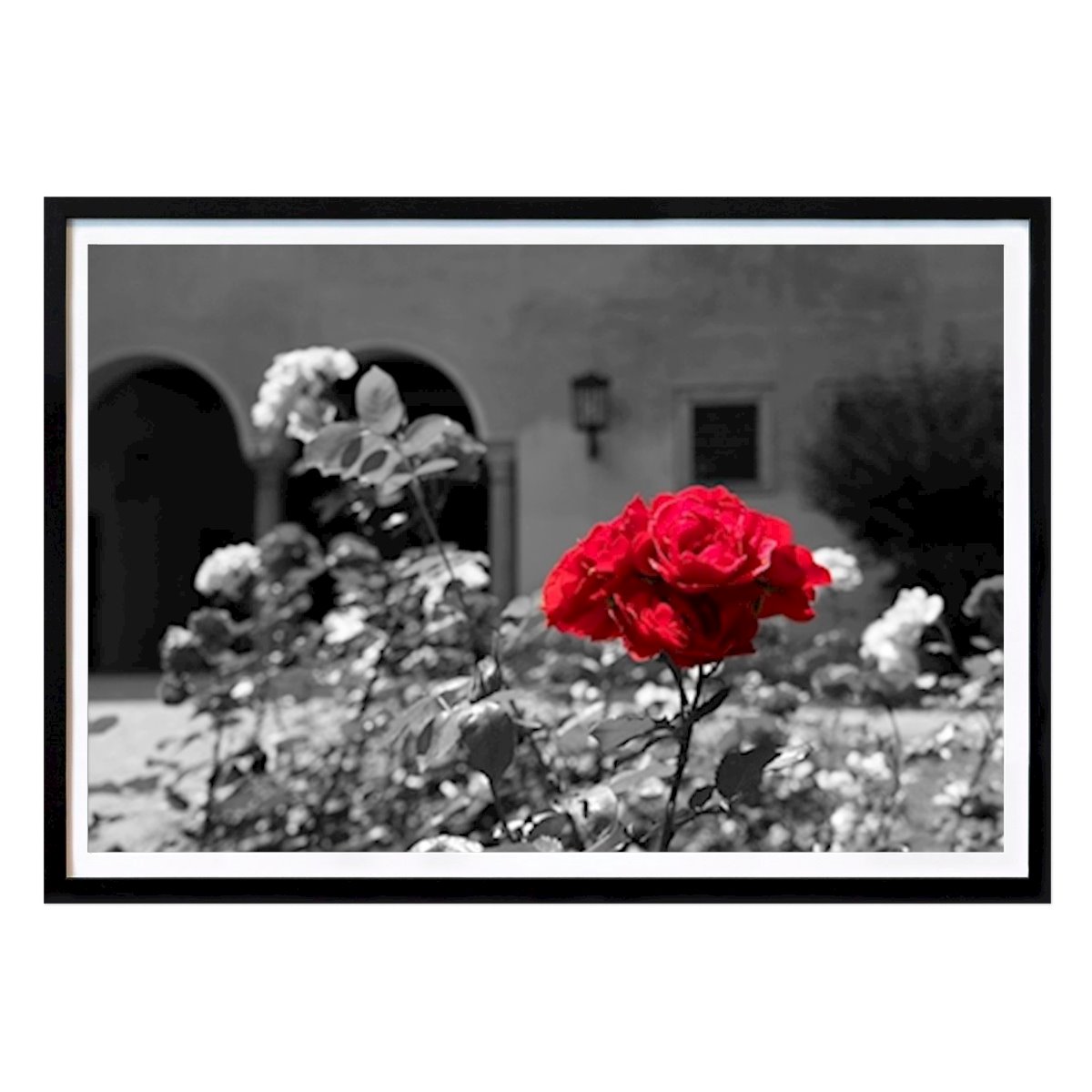 Poster: Blume in schwarz-weiß-rot von Tatjana Prinzler von Printler