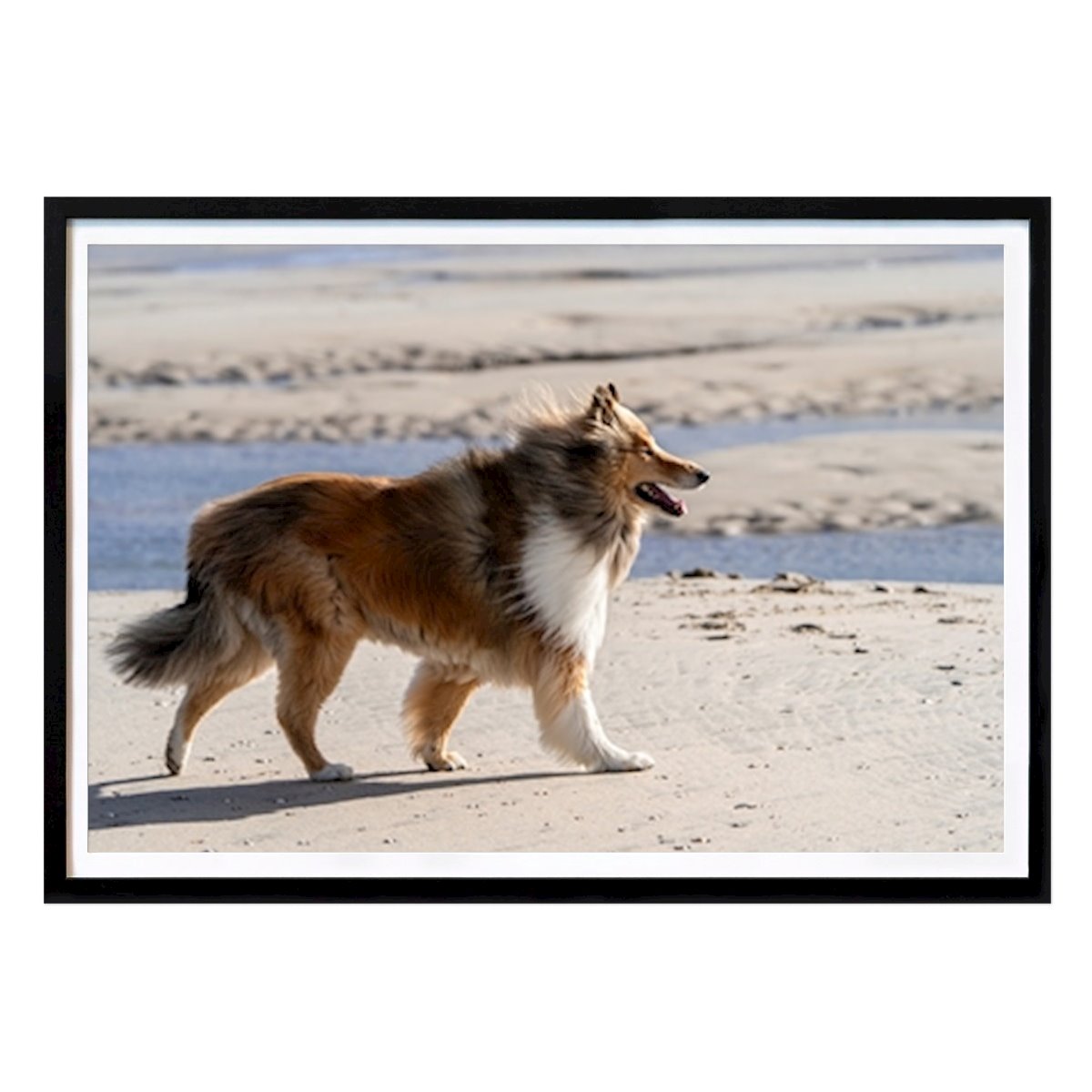 Poster: Collie am Strand von Stephan Zaun von Printler