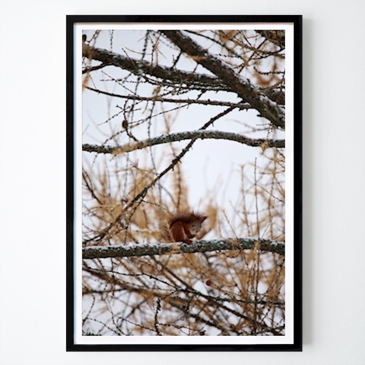 Poster: Das Eichhörnchen war im Baum von Isabella Stål von Printler