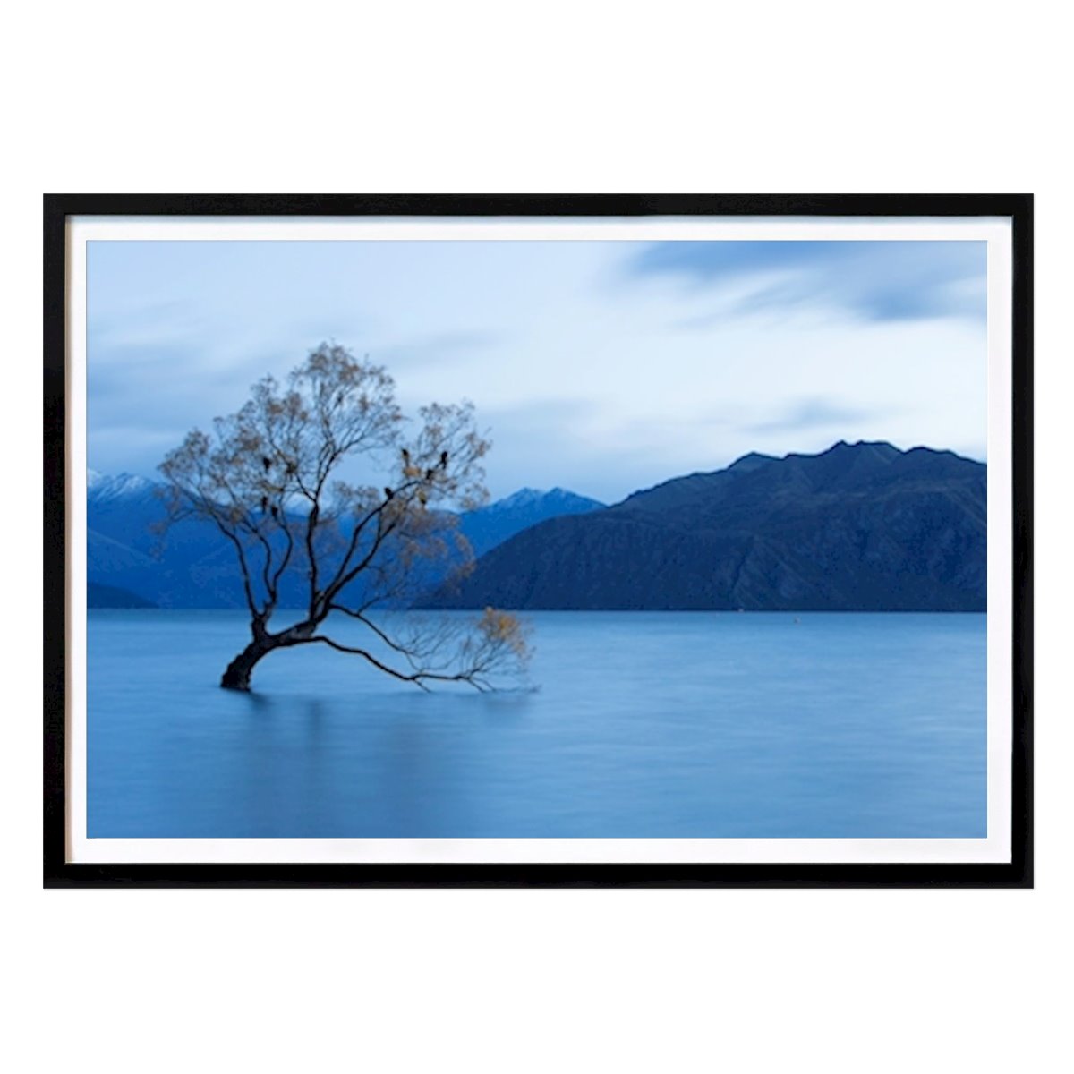 Poster: Der Baum in Wanaka von Marie Gustafsson von Printler