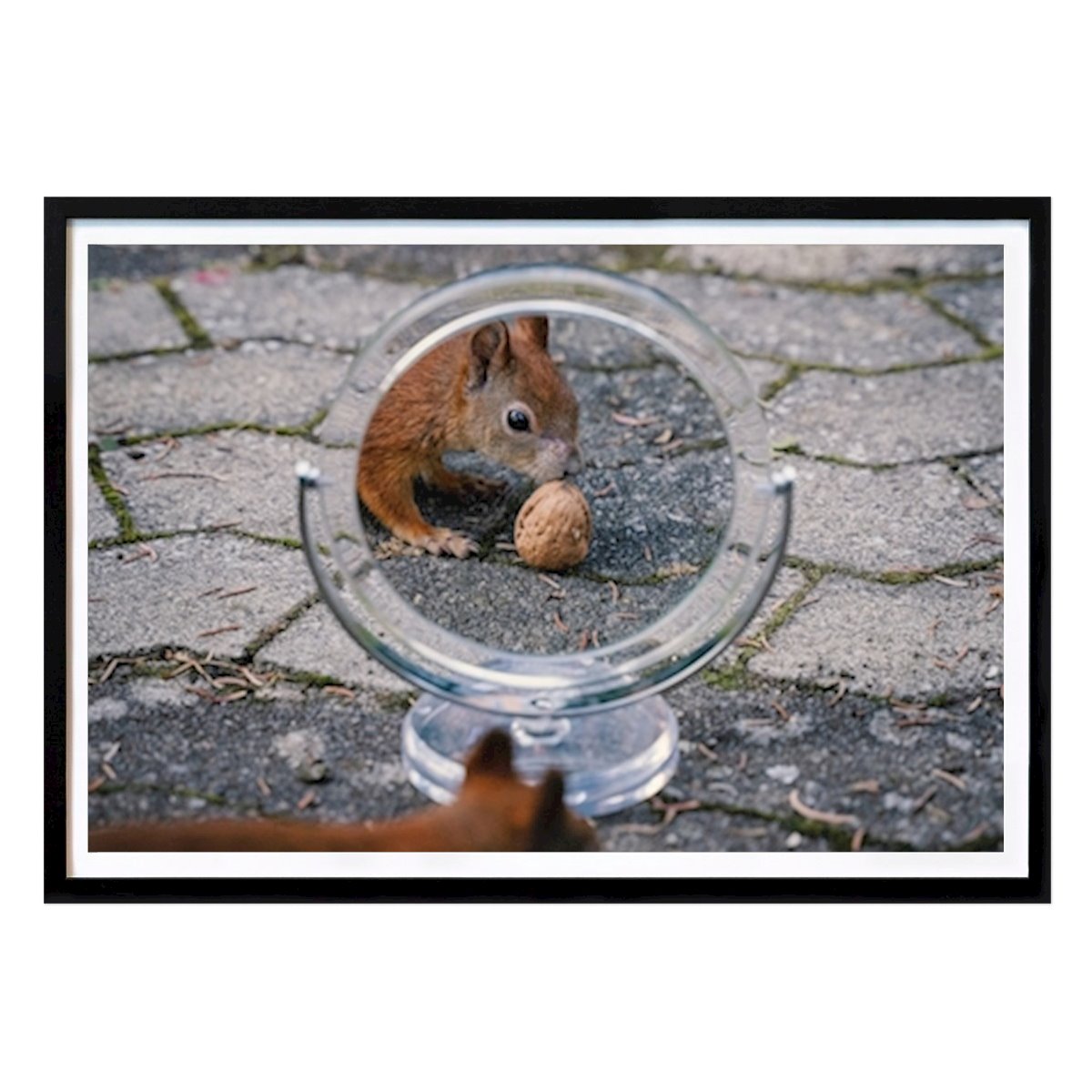 Poster: Eichhörnchen im Spiegel von Daniel Böhm von Printler