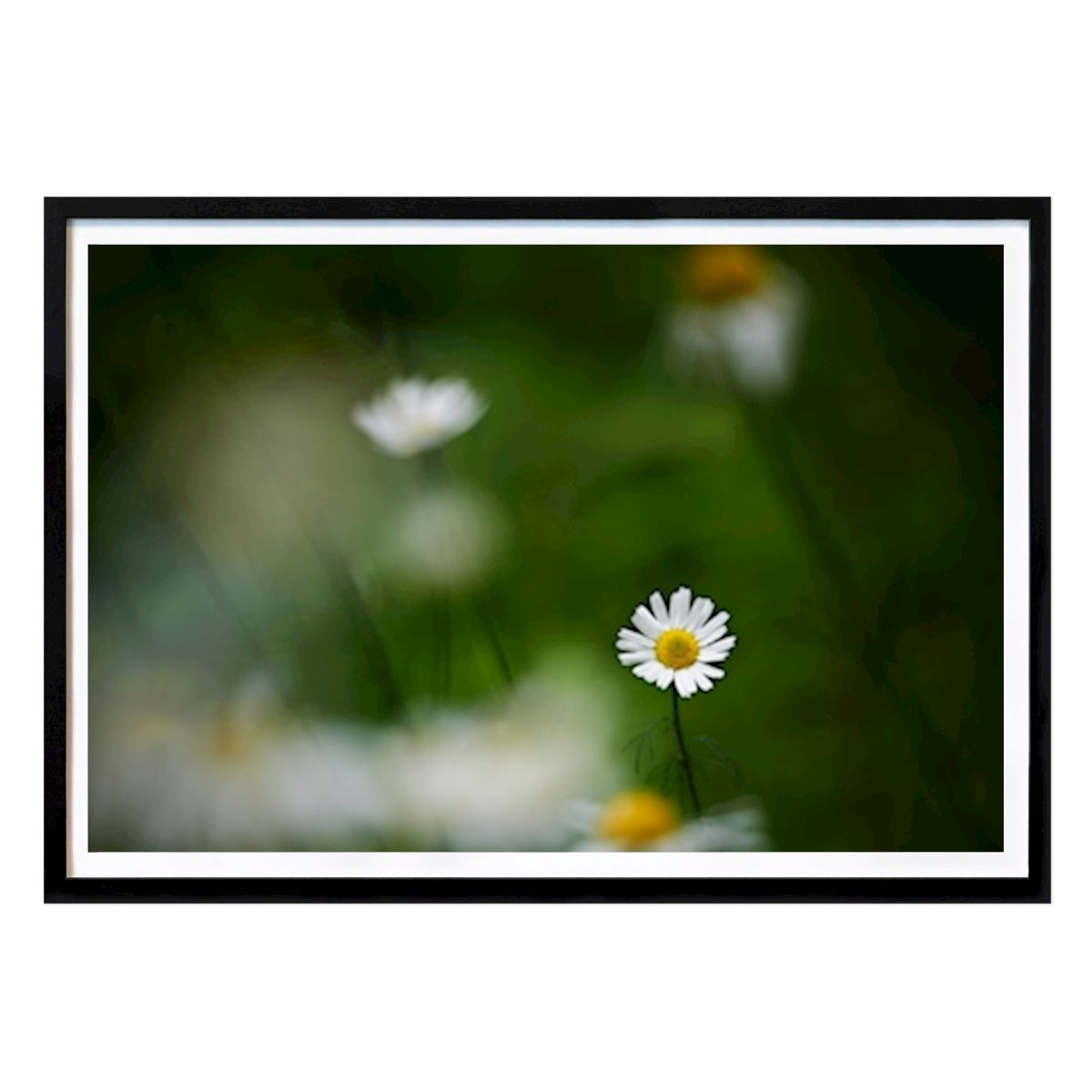 Poster: Ein Gänseblümchen unter anderem von Brix Photo von Printler