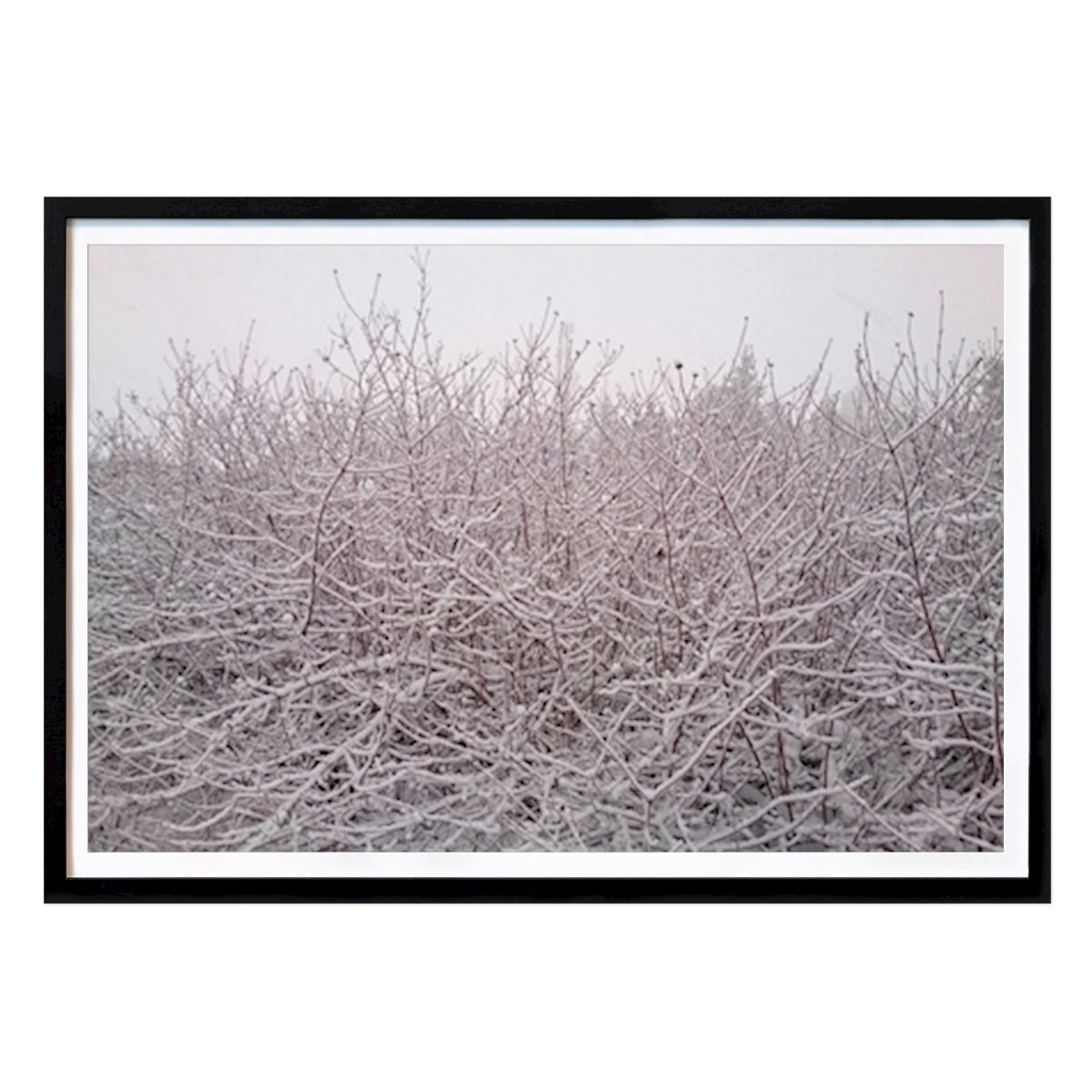 Poster: Frostige Natur von Sajib Saha von Printler