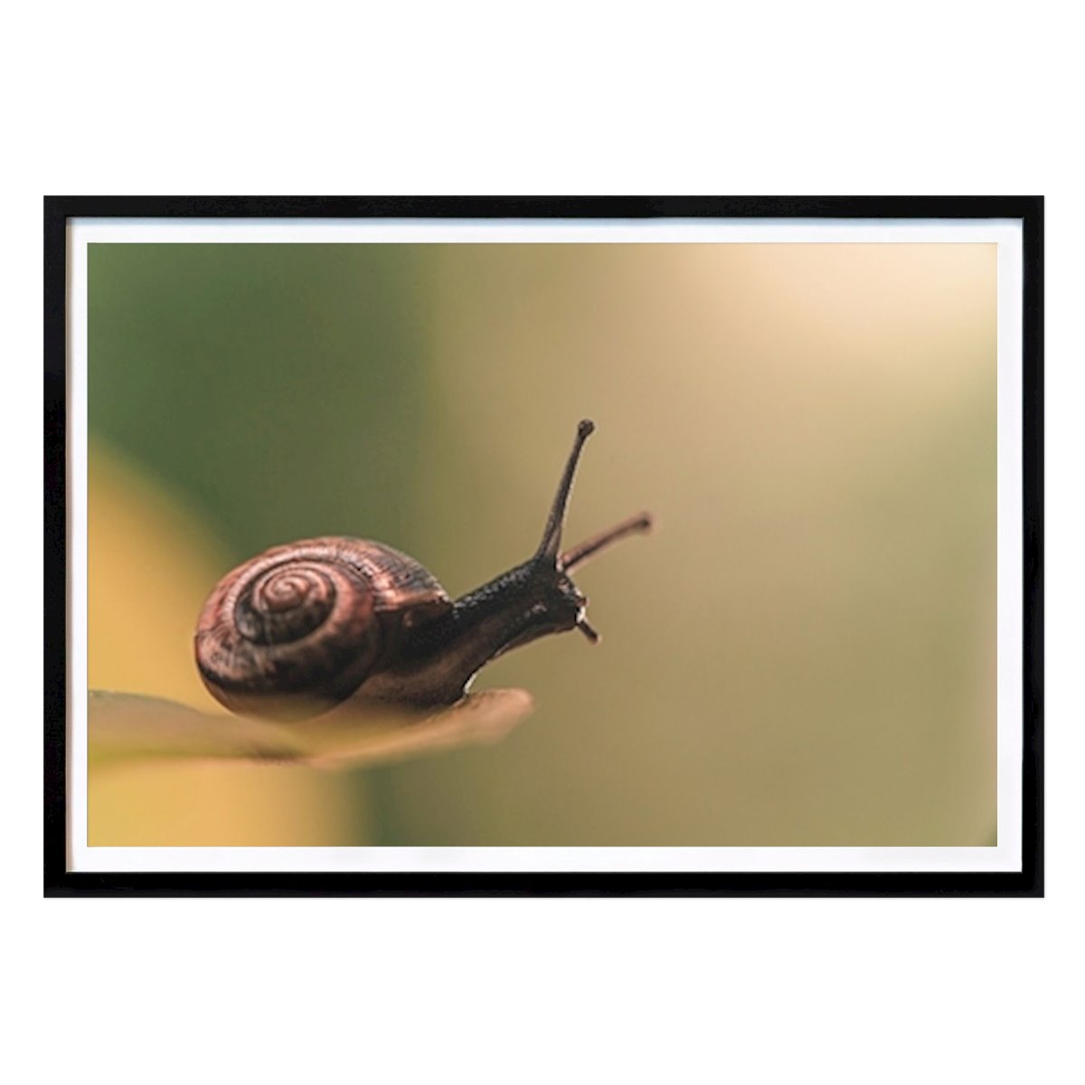 Poster: Gedanken in der Natur Schnecke auf Blatt von Anders Dissing von Printler