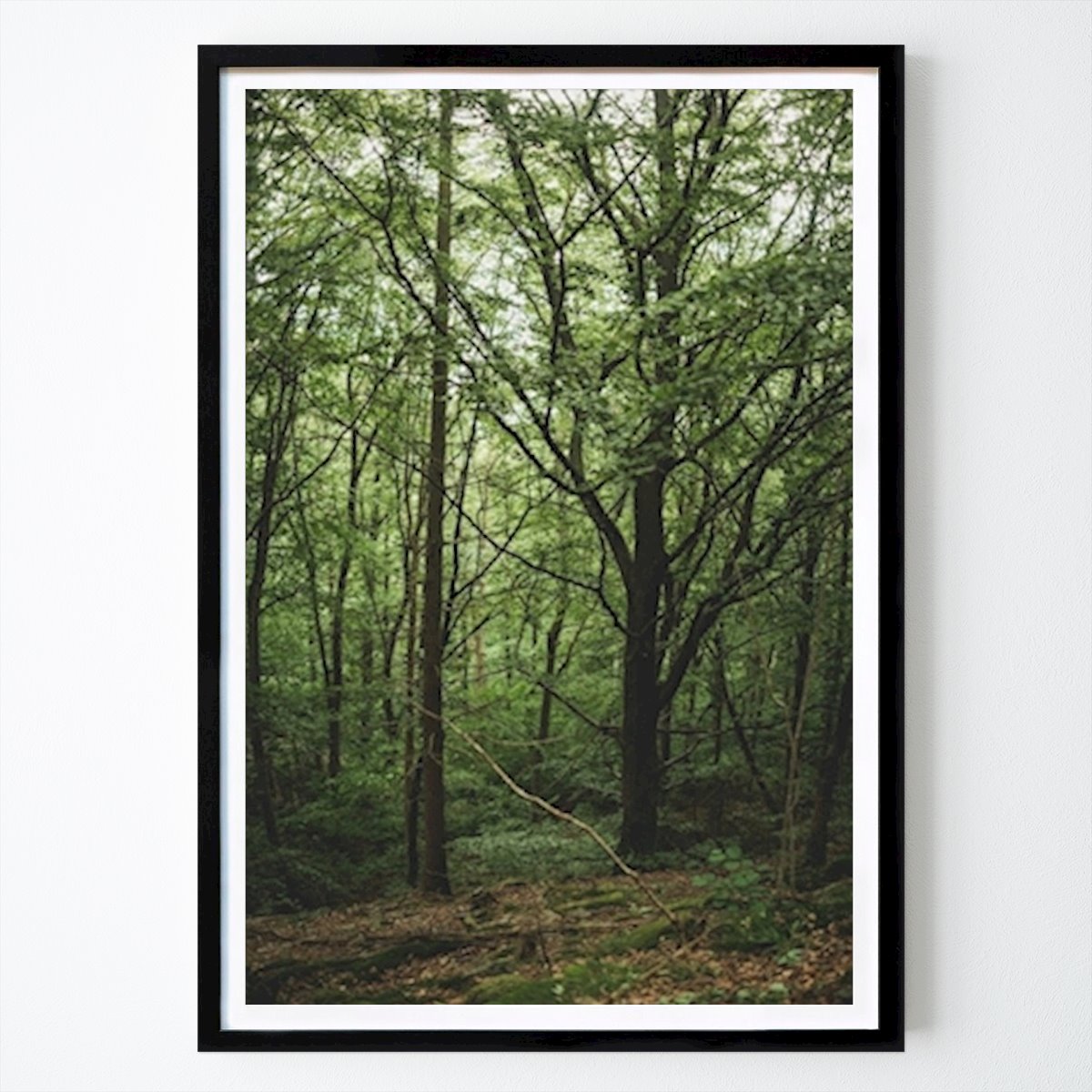 Poster: Hohe Bäume im Buchenwald von Joel Andersson von Printler