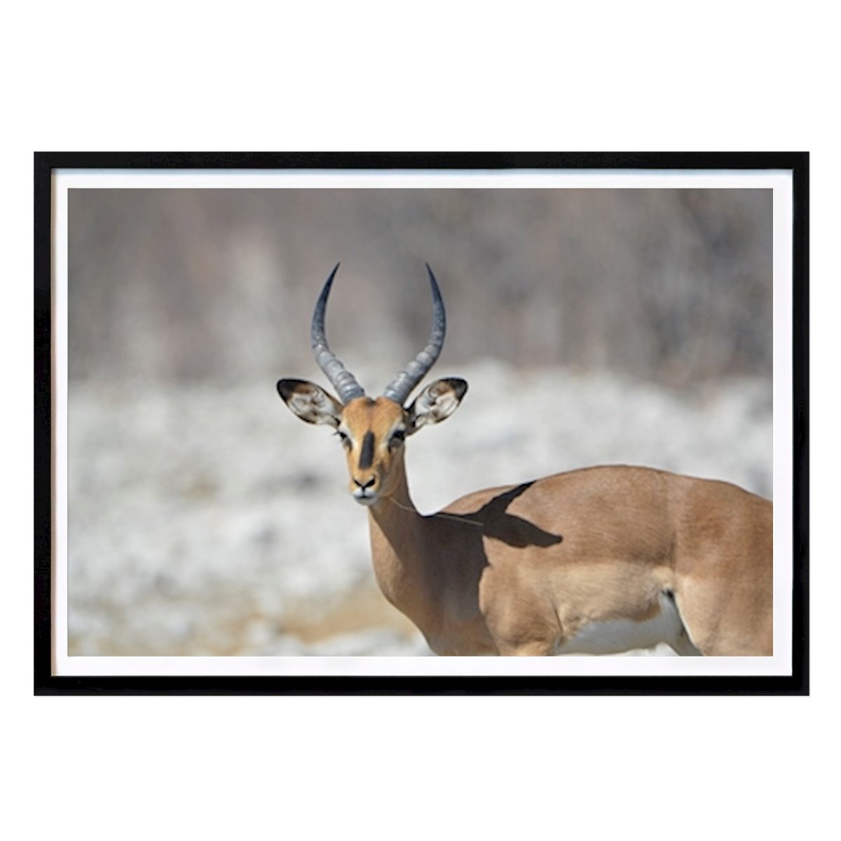 Poster: Impala in freier Natur von Kerstin Sjöström von Printler