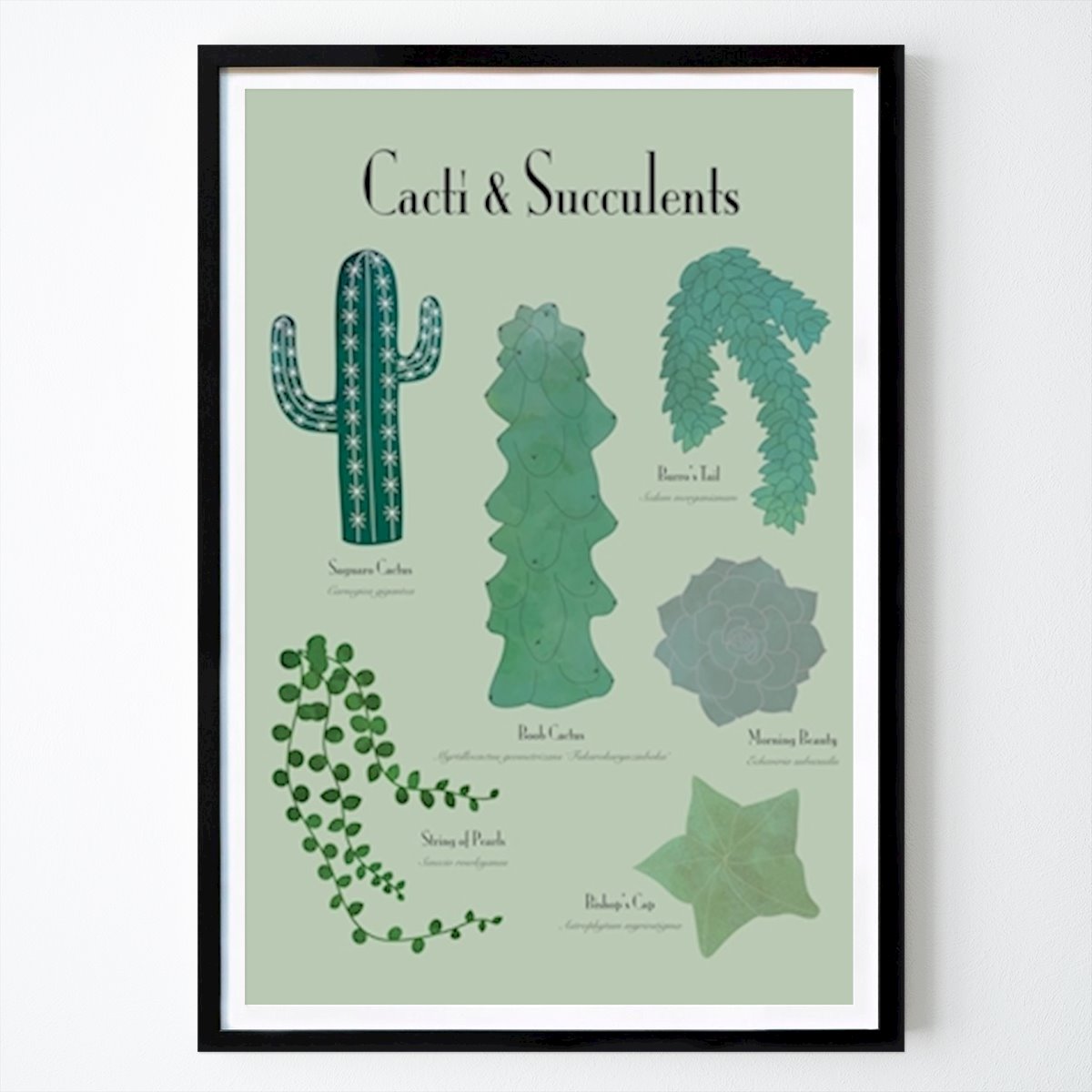 Poster: Kakteen & Sukkulenten von Irina Balog von Printler
