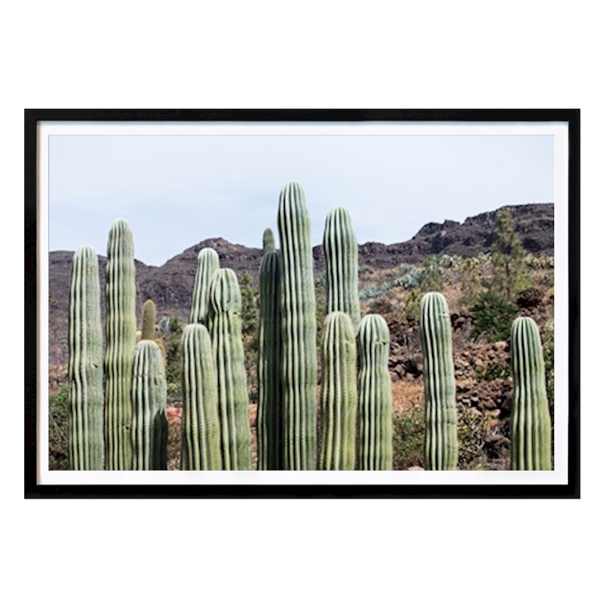 Poster: Kaktus-Oase 3 von Anita's & Bella's Art von Printler