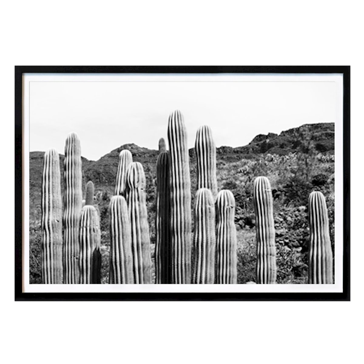 Poster: Kaktus-Oase 4 von Anita's & Bella's Art von Printler