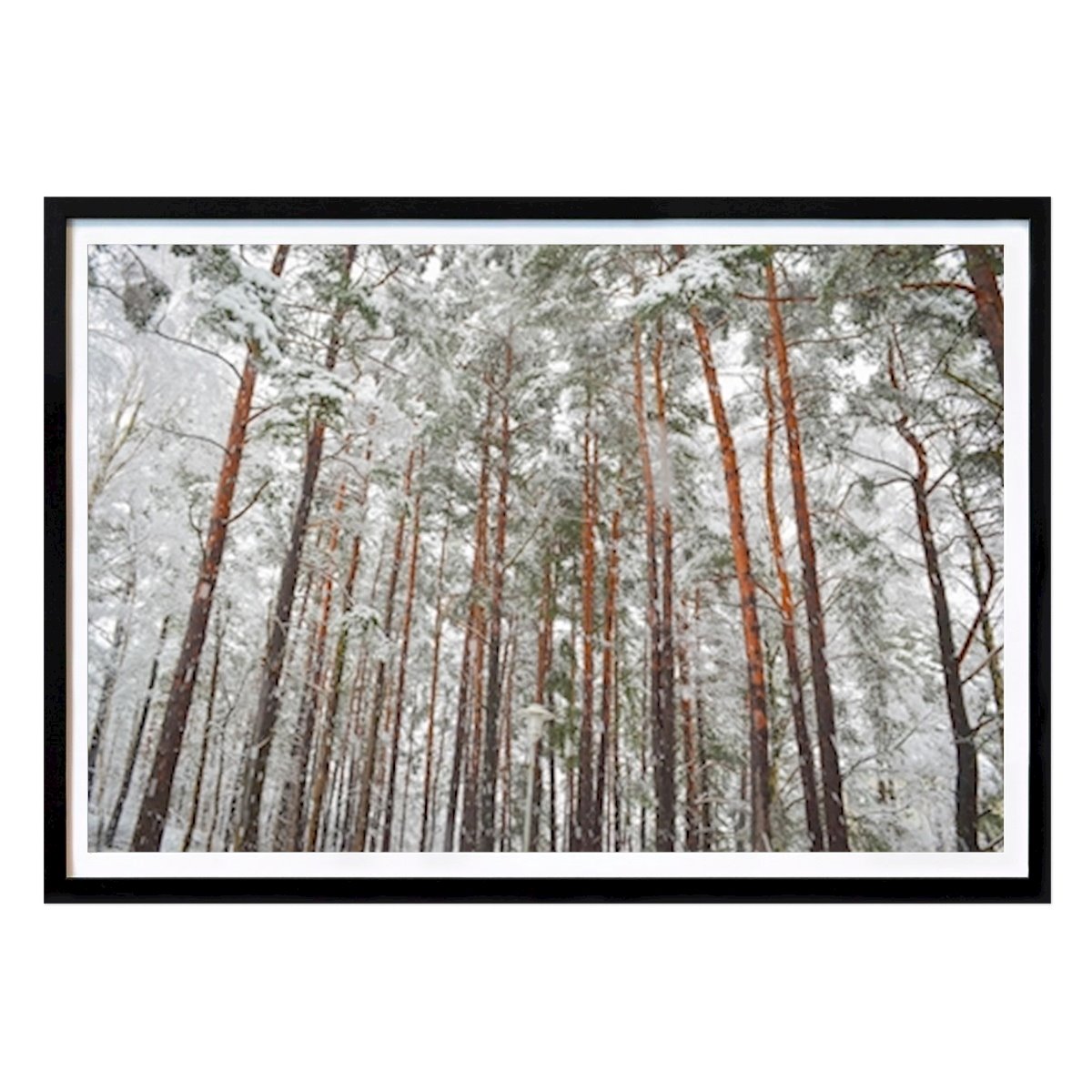 Poster: Pinien im Winter von Jurgita Zuk von Printler