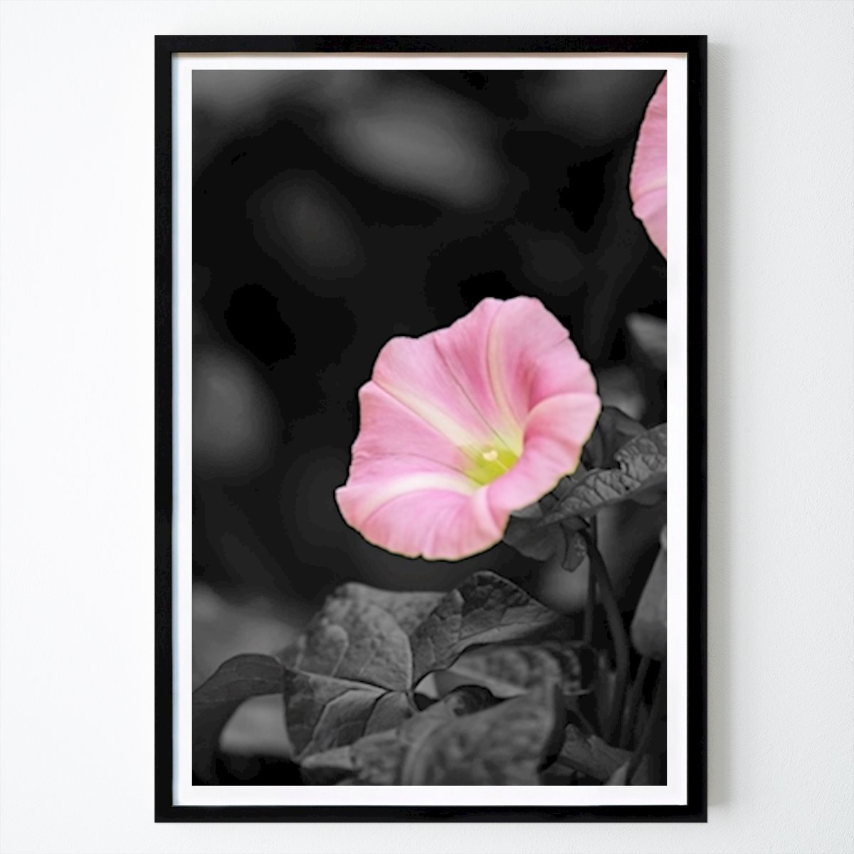 Poster: Rosa Blume mit Schwarz und Weiß rund von Jim Wickman von Printler