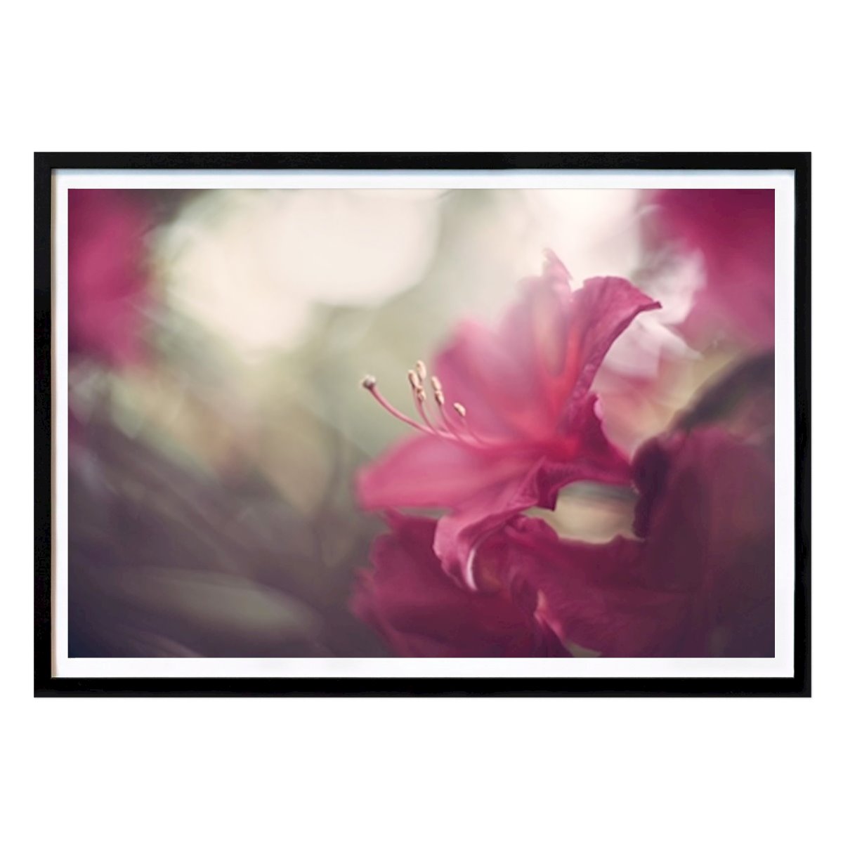 Poster: Rosa Rhododendron i Bokeh von Anders Dissing von Printler
