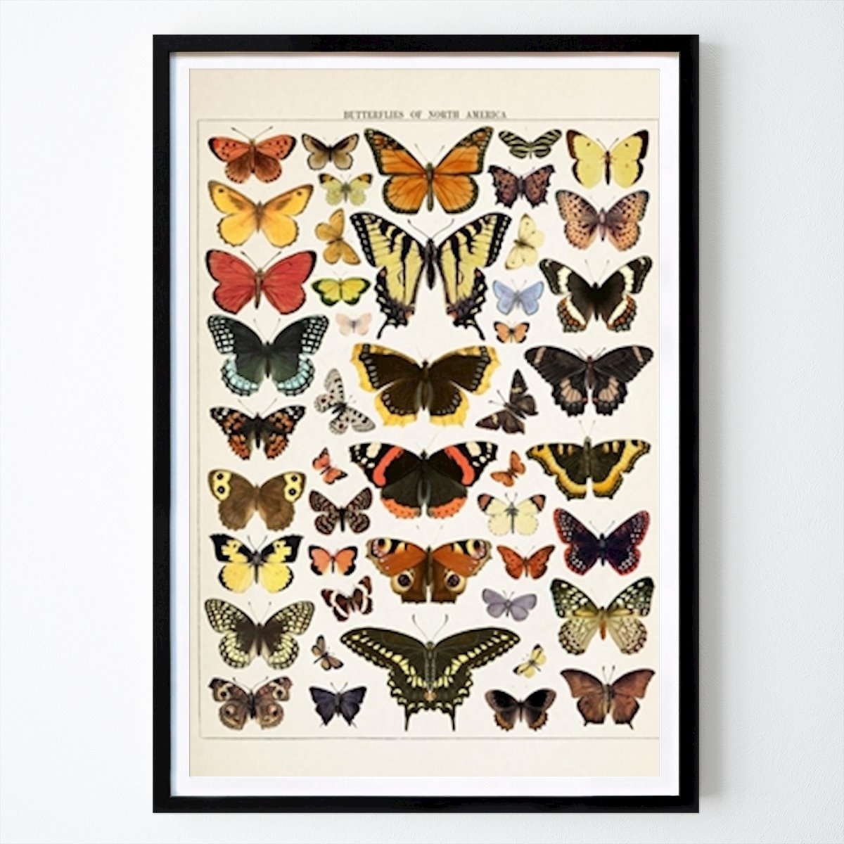 Poster: Schmetterling Vintage Illustration von °Liu° von Printler