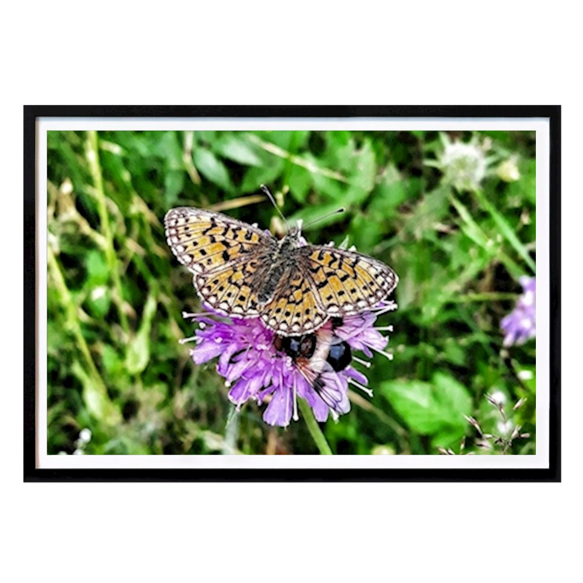 Poster: Schmetterling auf Blume von Linda Eriksson von Printler