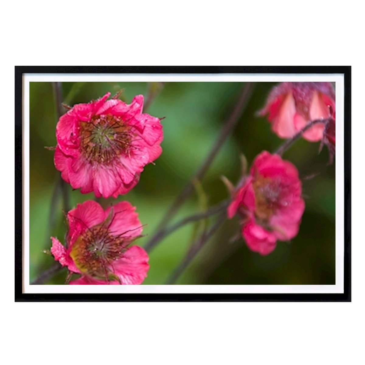 Poster: Schöne Blume von Nihayet Marof von Printler