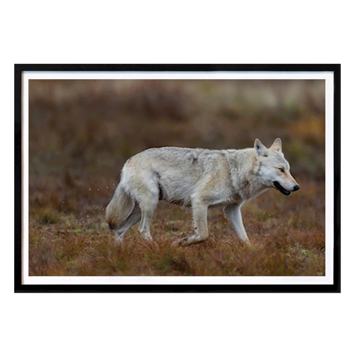 Poster: Schöner Wolf in wilder Natur von Josephine Dahlqvist von Printler