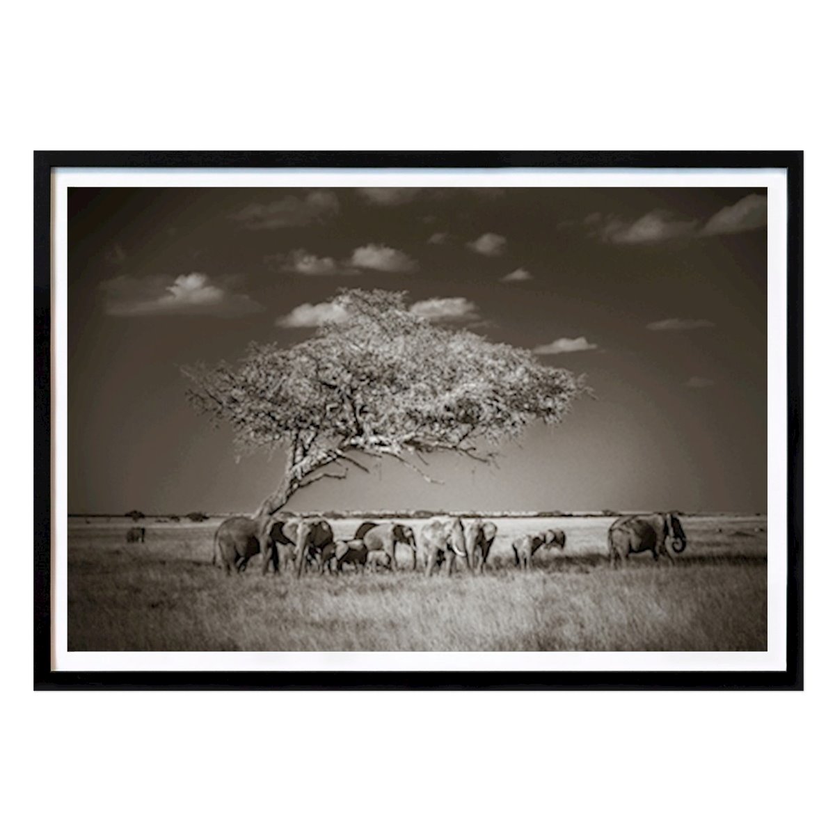 Poster: Unter einem Baum in Afrika von Jonas Nimmersjö von Printler