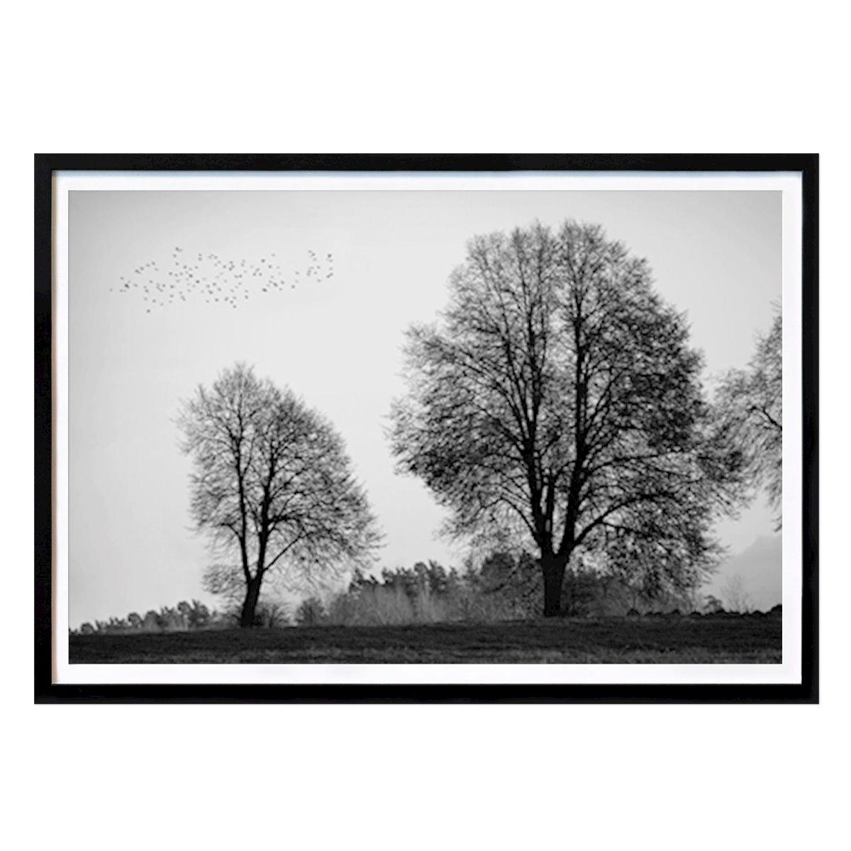 Poster: Vögel und Bäume von Marcus Andersson von Printler