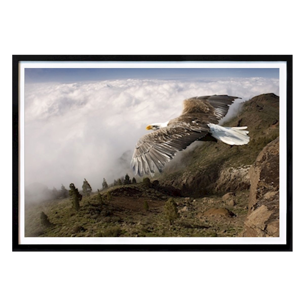 Poster: Weißkopfseeadler von Stephan Zaun von Printler