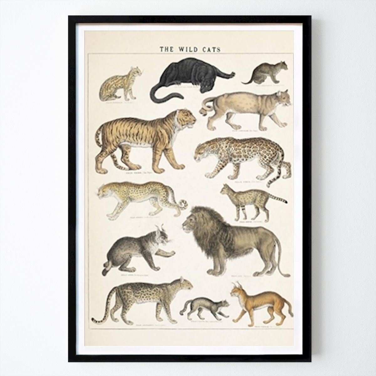 Poster: Wildkatzen Vintage-Illustration von °Liu° von Printler