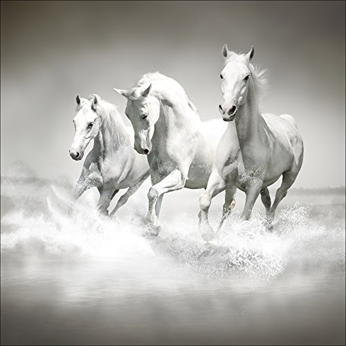 Pro-Art GLA1176ZE Wandbild Glas-Art "White Horses", schwarz von Pro-Art