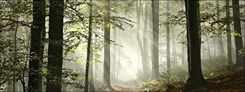 Pro-Art Forest Feeling I Glas-Art, bunt, 50 x 125 x 1,4 cm Pro-Art Forest Feeling I Glas-Art, bunt, 50 x 125 x 1,4 cm von Pro-Art