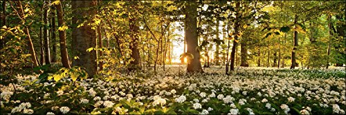 Pro-Art g1713s Wandbild Giclée 'Sweet woodruff' 90 x 30 cm Pro-Art g1713s Wandbild Giclée 'Sweet woodruff' 90 x 30 cm von Pro-Art