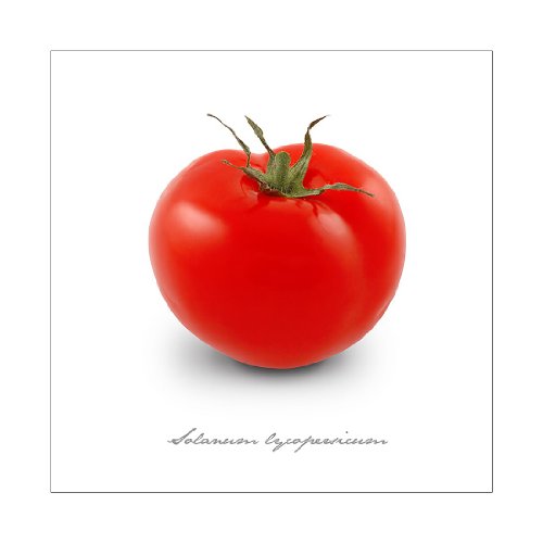 Pro-Art gla401b Wandbild Glas-Art "Tomate", 50 x 50 cm von Pro-Art