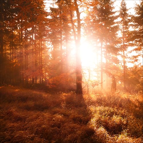 Pro-Art Canvas-Art Wandbild Junges Wohnen Autumn Forest III, 27x27 cm von Pro-Art-Bilderpalette