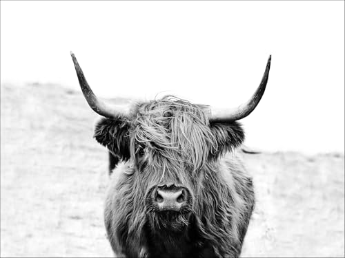 Pro-Art Canvas-Art Wandbild Junges Wohnen Scottish Highland Cattle, 84x116 cm Pro-Art Canvas-Art Wandbild Junges Wohnen Scottish Highland Cattle, 84x116 cm von Pro-Art-Bilderpalette
