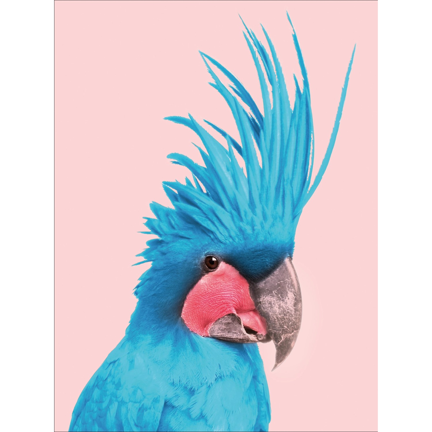 Pro Art Dekopanel Blue Cockatoo 40 cm x 30 cm von Pro Art