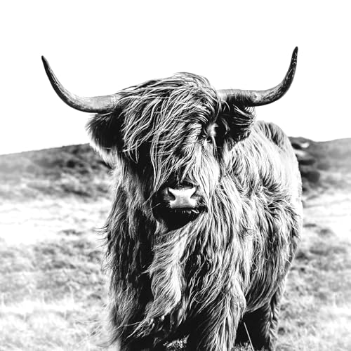 Pro-Art Glasbild B&W Highland Beef, 80x80 cm von Pro-Art-Bilderpalette