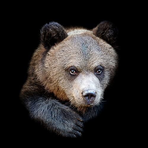 Pro-Art Glasbild Brown bear, 50x50 cm von Pro-Art