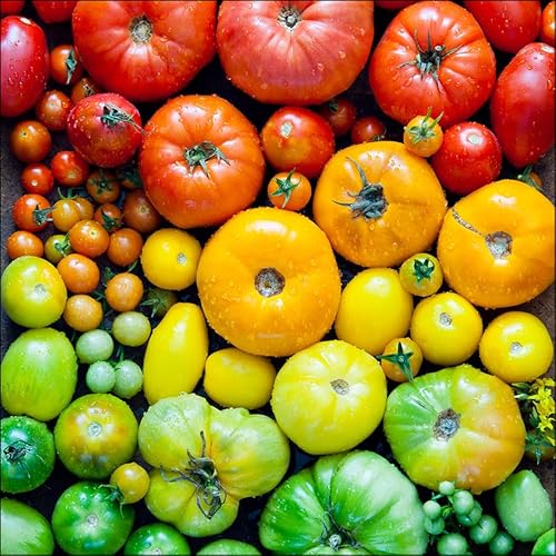 Pro-Art Glasbild Colorful Tomatoes, 50x50 cm von Pro-Art